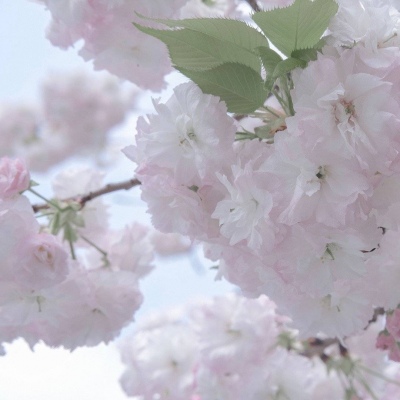 Furry插画氛围提升福瑞群